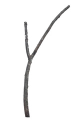 dry dead branch isolated on white background