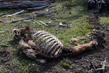 Skeleton guanacos in Tierra del Fuego.