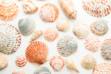 Seashells for use as a background.