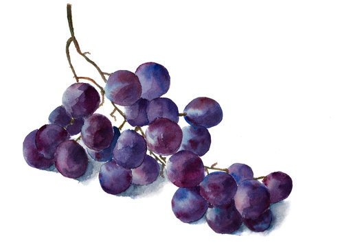 Watercolor grape brunch. Hand painted. Isolated