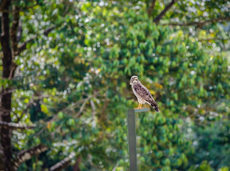 Large Hawk on a perch in the Costa Rican jungle with big colorful trees with greens, yellows and blues.