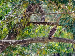 Large Hawk perched on big tree branch in the Costa Rican jungle with beautiful colored leaves, greens, yellows, oranges.