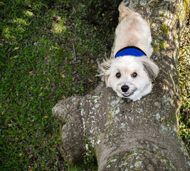 Havanese service dog climbing up a large tree looking up at you with big brown eyes and blue service vest on with green grass below.