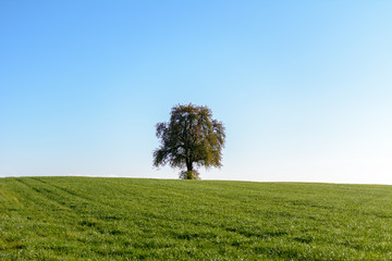 Obraz premium Baum in der Natur mit Aussicht