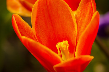 Tulpe