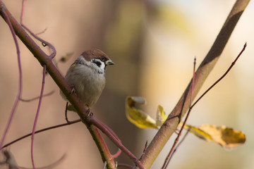 sparrow on a branch