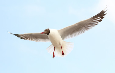 Seagulls fly in the sky at Bang Pu,Thailand.