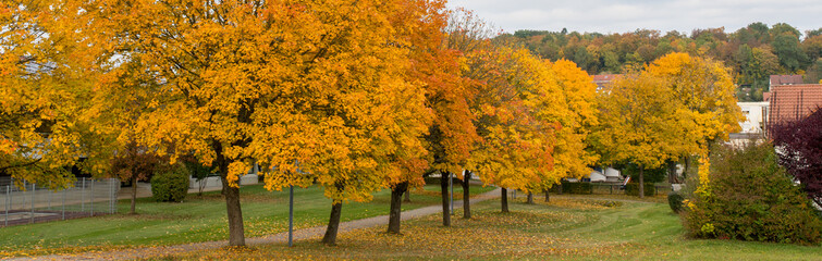 Herbst Bäume Panorama