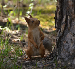 Squrrel 2