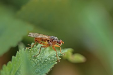 Hornfliege (Tetanocera arrogans) mit Morgentau 