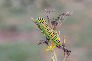 Caterpillar on a stem