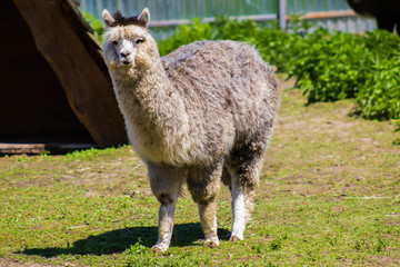 Fototapeta premium Llama walks