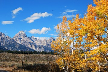 Tetons with Golden Aspens and  Cloud Puffs