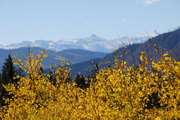 Golden Aspens framing mountain peaks