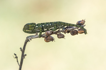 Young chameleon on a stem