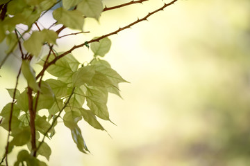 Green leaves against a defocussed background