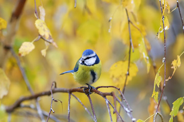 the bird sits in autumn in the Park among the yellow leaves