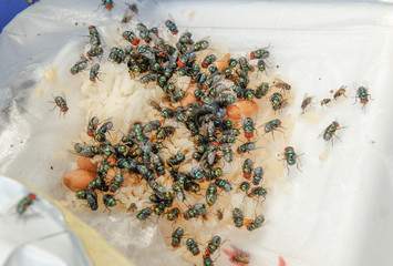 Green flies on food garbage.