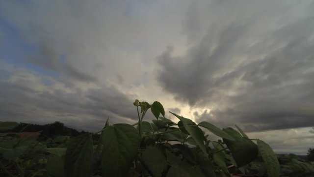 Beanstalk sky clouds