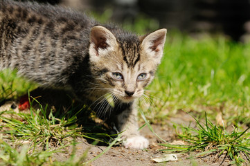 tabby kitten running on meadow
