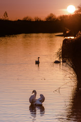 Sunset Swans