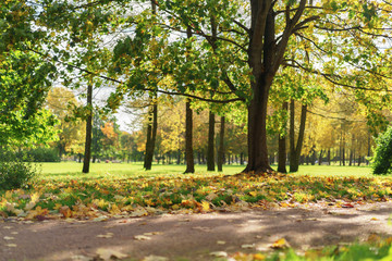 Fototapeta premium old maple tree with leaves on the ground