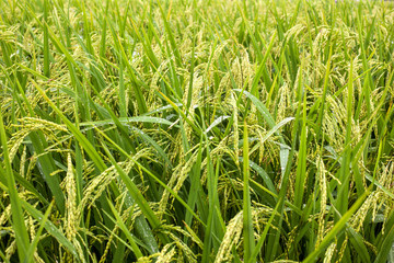 Rice fields on terraced Thailand, Vietnam or Bali