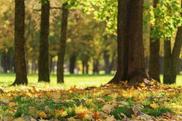 old maple tree with leaves on the ground