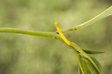 Eggs of banded swallowtail butterfly (Papilio demolion)