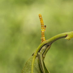 Caterpillars and eggs of banded swallowtail butterfly (Papilio d