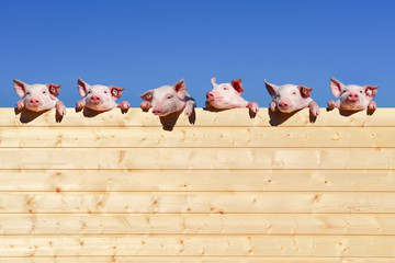 Schweine - Werbung, junge Ferkel schauen über einen Holzzaun