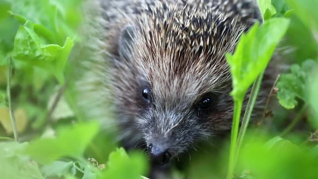 Hedgehog in green grass, scientific name - Erinaceus europaeus, also known as European hedgehog or common hedgehog