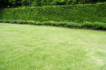 reen grass texture and tree background photo