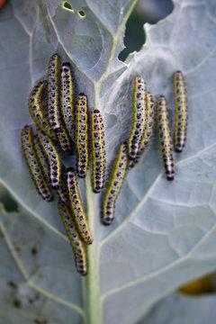 BRUCHI PARASSITI