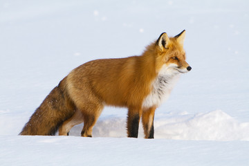 Fototapeta premium Red Fox