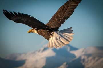 Naklejka na ściany i meble Alaska Bald Eagle