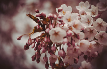 Sakura