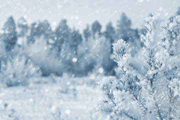 Bright winter landscape with snow-covered pine trees