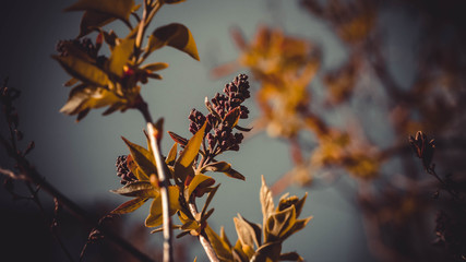 Spring