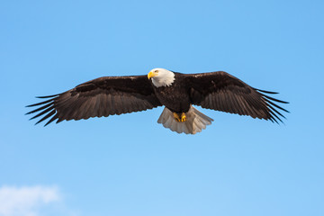Soaring Eagle