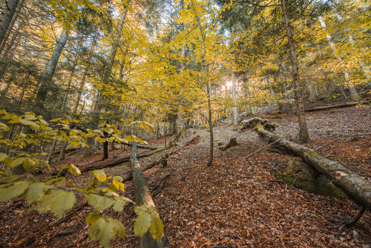 The beautiful colors of autumn in the woods of the Susa Valley in Bussoleno, Italy