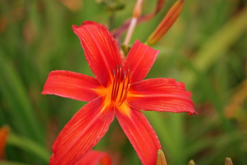 Colorful closeup of a red lilly