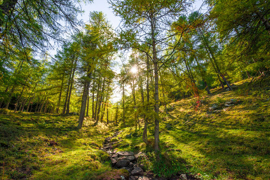 The beautiful colors of autumn in the woods of the Susa Valley in Bussoleno, Italy