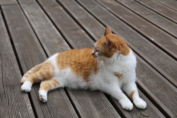 rudy kot leżąca kocica na tarasie cat terrasse - obrazy, fototapety, plakaty