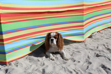 cavalier king charles spaniel pies na plaży © Wiktor