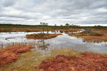 Bog landscape in autumn. Bog pools. Cloudy sky. Estonia.