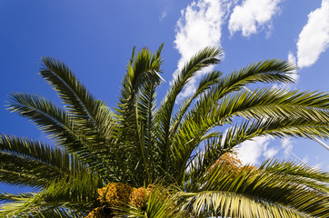 vacation feelings, palm tree over a blue clear sky. caribbean sea