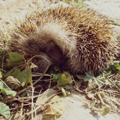hedgehog sleeping