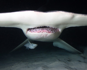 Jaws of Great Hammerhead Shark.
