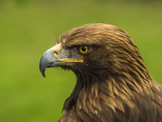 Detalle de la cabeza de un águila real. Aquila chrysaetos.
